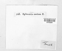 Neonectria coccinea image